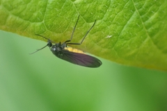 Sciara hemerobioides