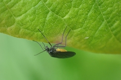 Sciara hemerobioides