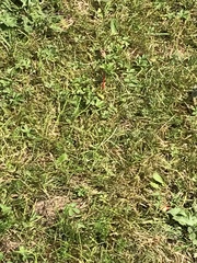 Sympetrum sanguineum