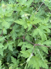 Geranium sibiricum