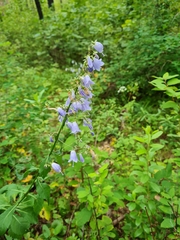 Adenophora triphylla