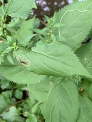 Nemorimyza posticata