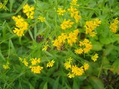 Dolichovespula arenaria