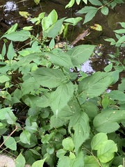 Nemorimyza posticata