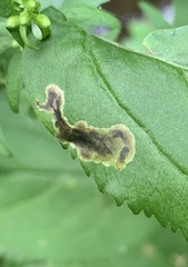 Nemorimyza posticata