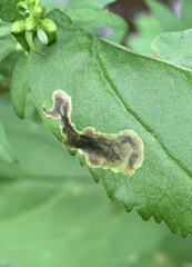 Nemorimyza posticata