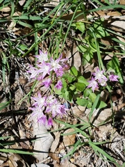 Allium drummondii