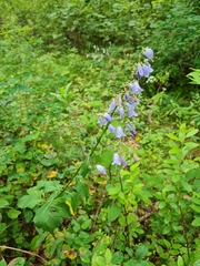 Adenophora triphylla