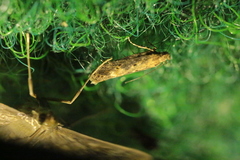 Scrobipalpa ocellatella