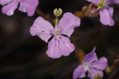 Stylidium affine