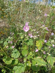 Malva thuringiaca