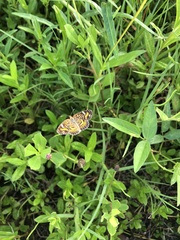 Phyciodes phaon