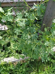 Tropaeolum peregrinum