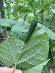 Pantographa limata