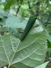 Pantographa limata