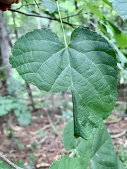 Pantographa limata