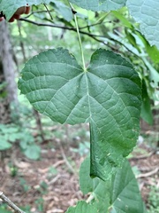 Pantographa limata