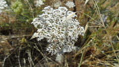 Daucus carota