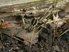 Schizocosa malitiosa