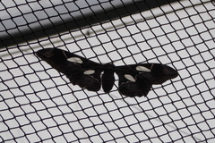 Lepidoptera