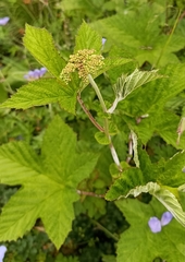 Filipendula vestita