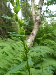 Solidago macrophylla