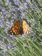 Vanessa cardui