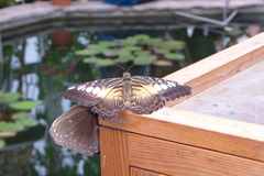 Lepidoptera
