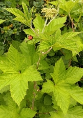 Filipendula vestita