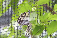 Lepidoptera