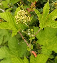 Filipendula vestita