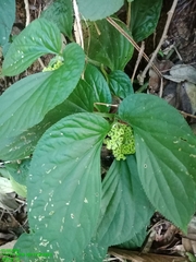 Pentaphragma begoniaefolium