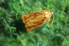 Archips oporana