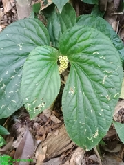 Pentaphragma begoniaefolium