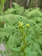 Solidago macrophylla