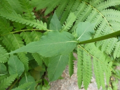 Solidago macrophylla