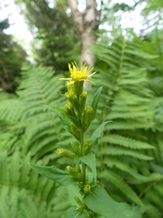 Solidago macrophylla