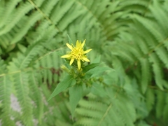 Solidago macrophylla