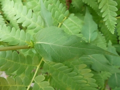 Solidago macrophylla