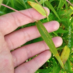 Paspalum candidum