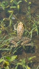 Lithobates spectabilis