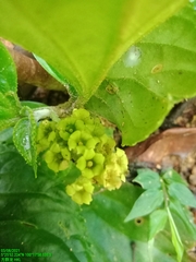 Pentaphragma begoniaefolium