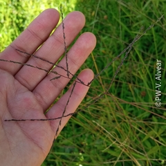 Paspalum candidum