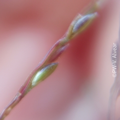 Paspalum candidum