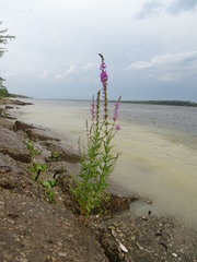 Lythrum salicaria