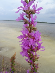 Lythrum salicaria