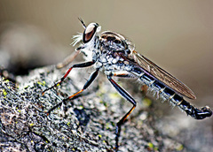 Cerdistus varimystaceus