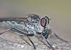 Cerdistus varimystaceus