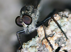 Cerdistus varimystaceus