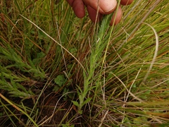 Wahlenbergia cuspidata